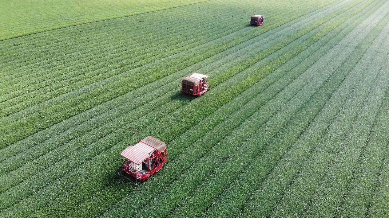 広大な茶畑での収穫風景